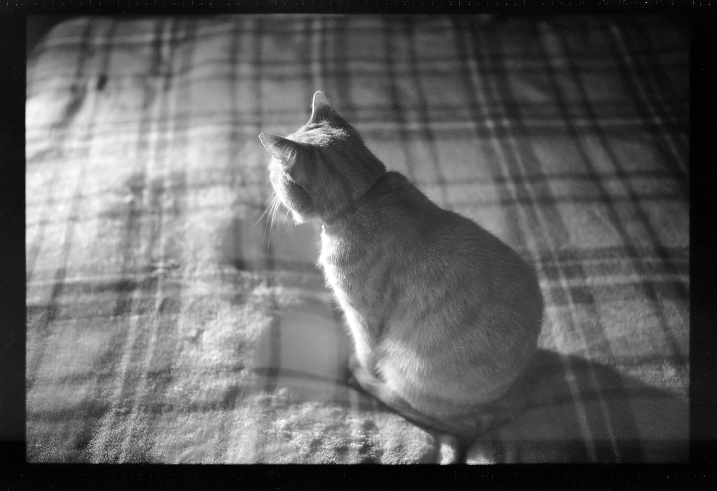 Noir 400 Black and White 35mm Film, 36 Exposures